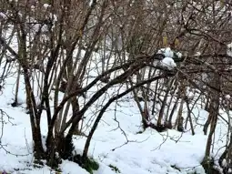 Giresun'da Fındık Üreticilerine Don Uyarısı: Sigorta Şart!