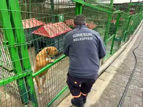 Giresun'da Sokak Hayvanları İçin Mama Fabrikası Büyüyor