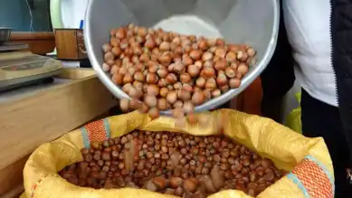 Giresun Fındık Piyasasında Son Durum