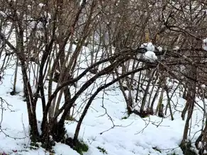 Giresun'da Fındık Üreticilerine Don Uyarısı: Sigorta Şart!