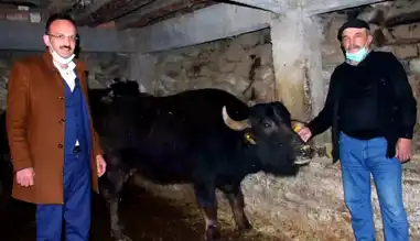 Giresun'da Manda Yetiştiricilerine 8 Milyon TL Destek