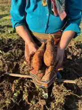 Giresun'da Tatlı Patates Üretimi Gelişiyor
