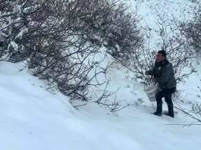 Giresun'da Yaban Hayvanları Kışa Hazırlanıyor