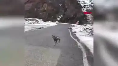 Giresun'da Yavru Karaca Karayolunda Görüntülendi