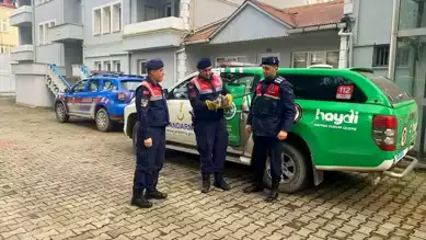 Espiye'de Yaralı Balıkçıl Kuşu Kurtarıldı