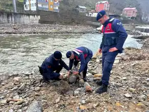 Giresun'da Yaralı Karaca Kurtarıldı
