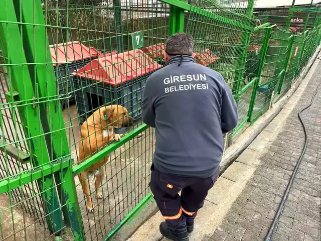 Giresun'da Sokak Hayvanları İçin Mama Fabrikası Büyüyor