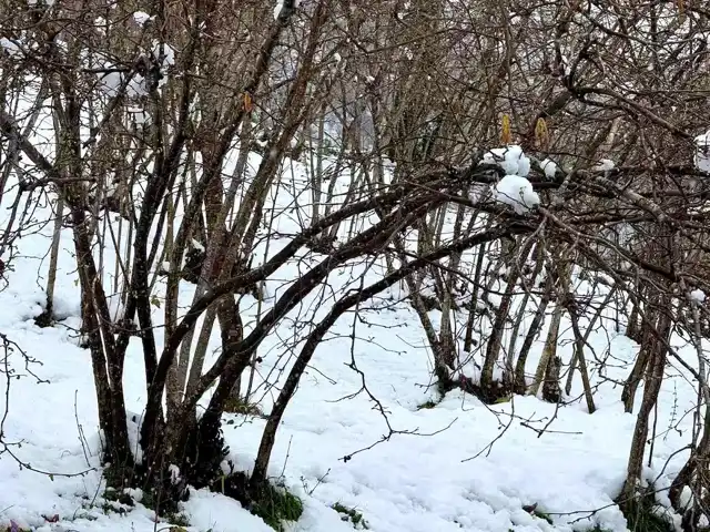 Giresun'da Fındık Üreticilerine Don Uyarısı: Sigorta Şart!