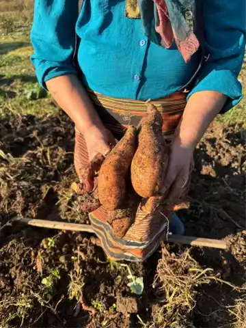 Giresun'da Tatlı Patates Üretimi Gelişiyor