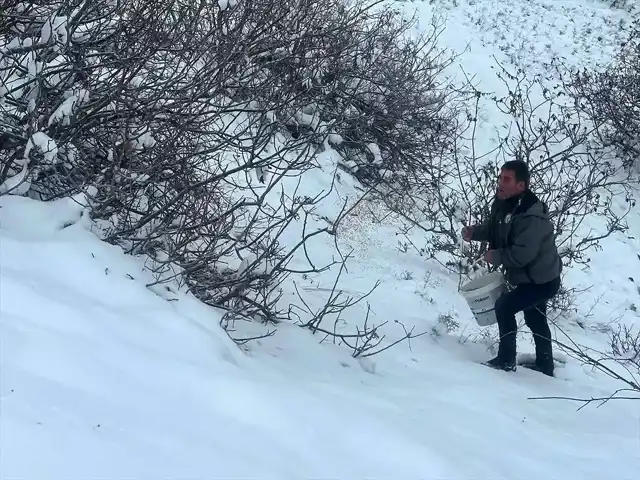 Giresun'da Yaban Hayvanları Kışa Hazırlanıyor